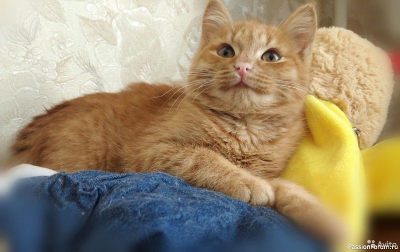 Солнечные коты.