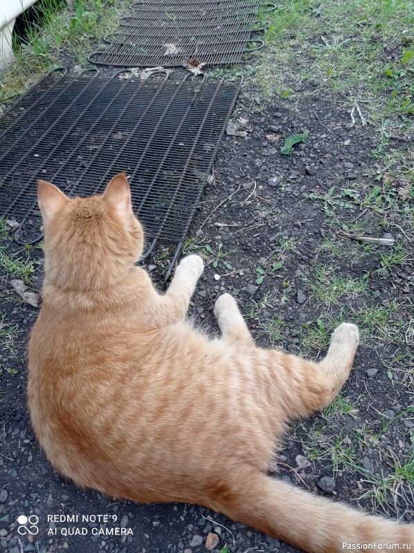 Солнечные коты.