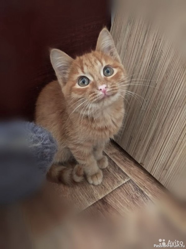 Солнечные коты.