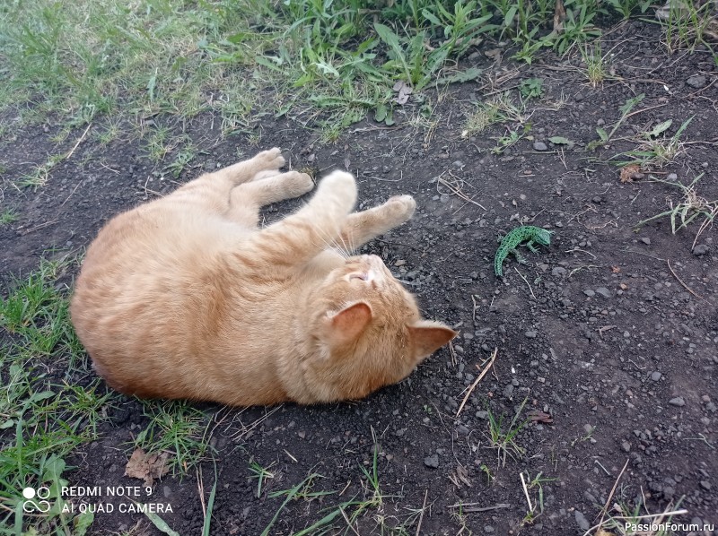 Солнечные коты.