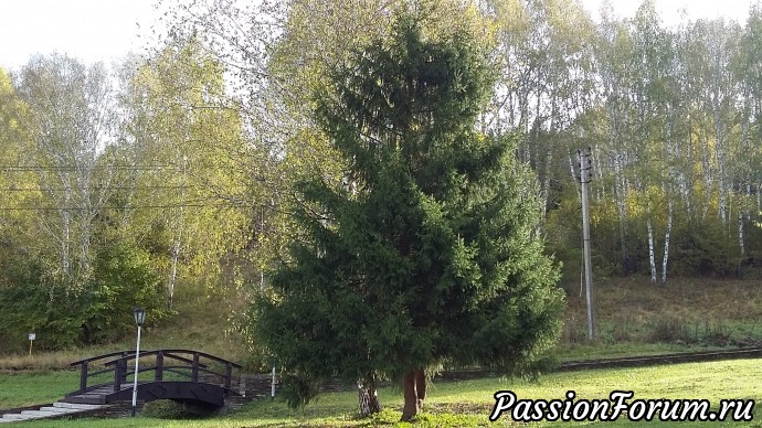 Осень в Красноусольске или Всем в лес!