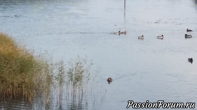 Осень в Красноусольске или Всем в лес!