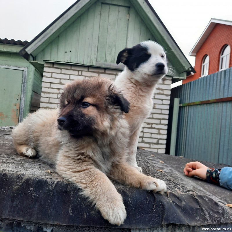 Отдадим щенков в добрые руки.