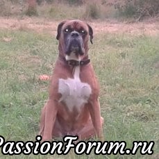 Шкатулочка с фотографией любимого питомца