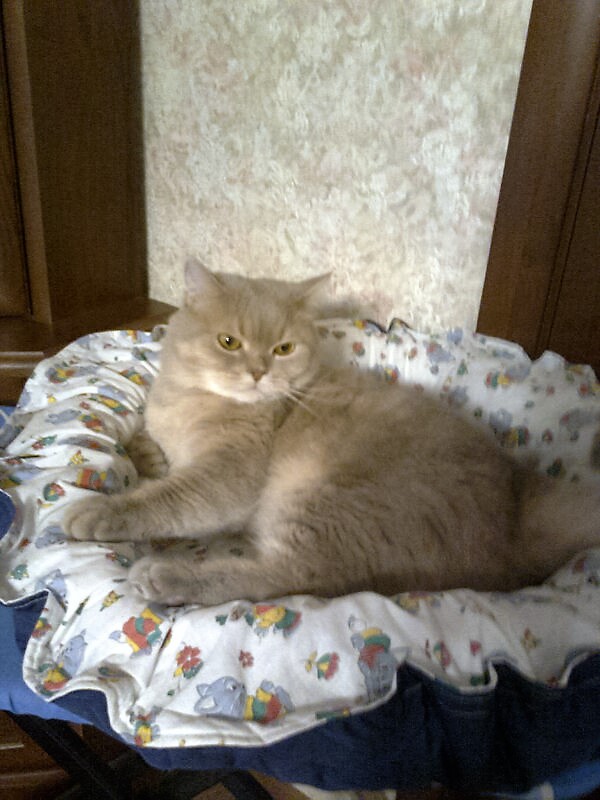 Подарок любимому коту