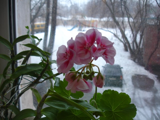 весна,,,,снежок...