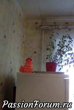 МОИ КУРОЧКИ