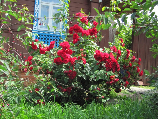 Цветы в разных видах.