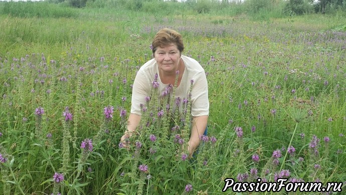Ностальгия по лотосу