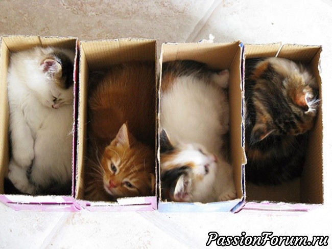 Котоместа бюджетные и супербюджетные!)))