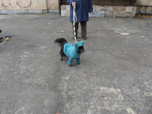 Моя любимая собака