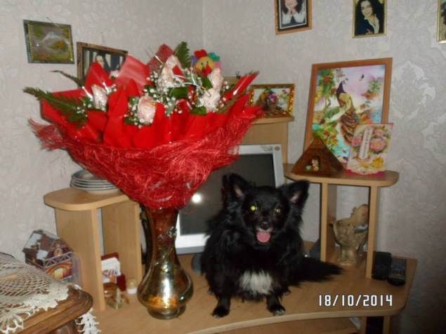 Моя любимая собака