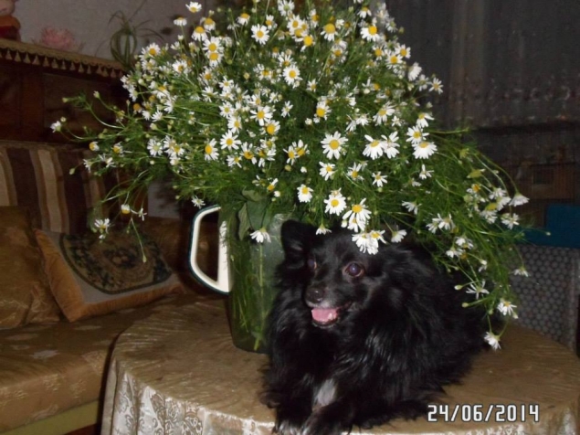 Моя любимая собака