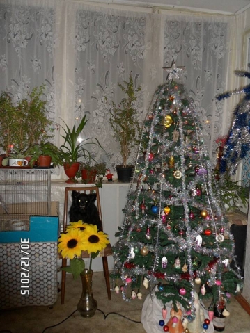Моя любимая собака