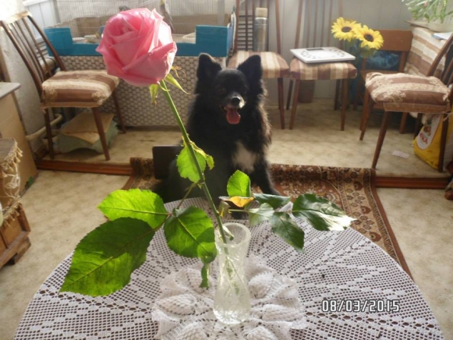Моя любимая собака