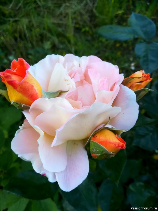 Красавицы розы