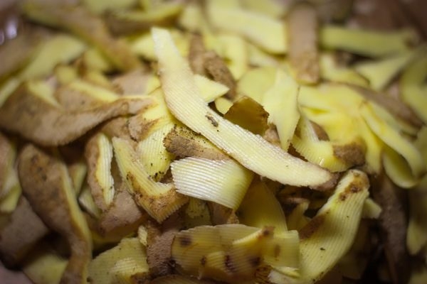 Хотите много смородины? Насушите картофельных очисток