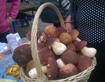 Как сеять грибы