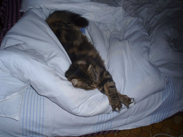 Мой любимец и негодяй кот Коша.