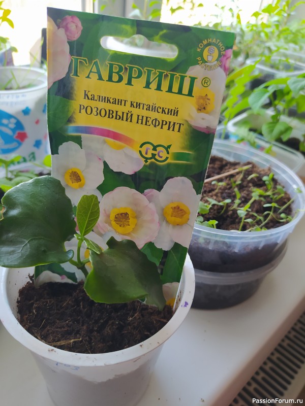 Семена и всходы