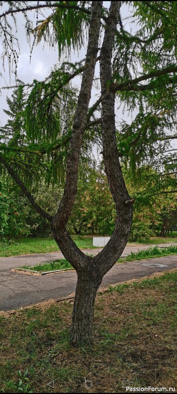 Краски осени