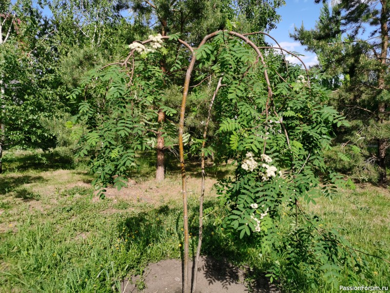 Омский дендрарий