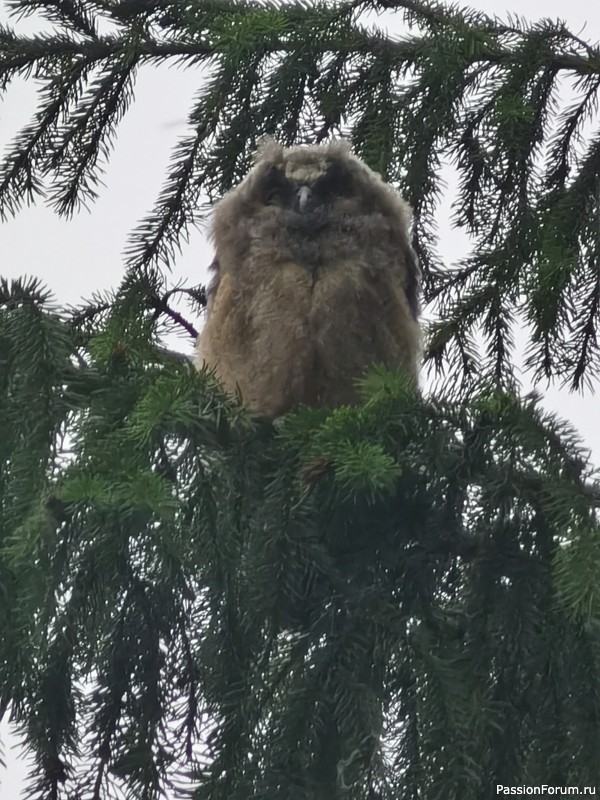 Сказка леса в городе