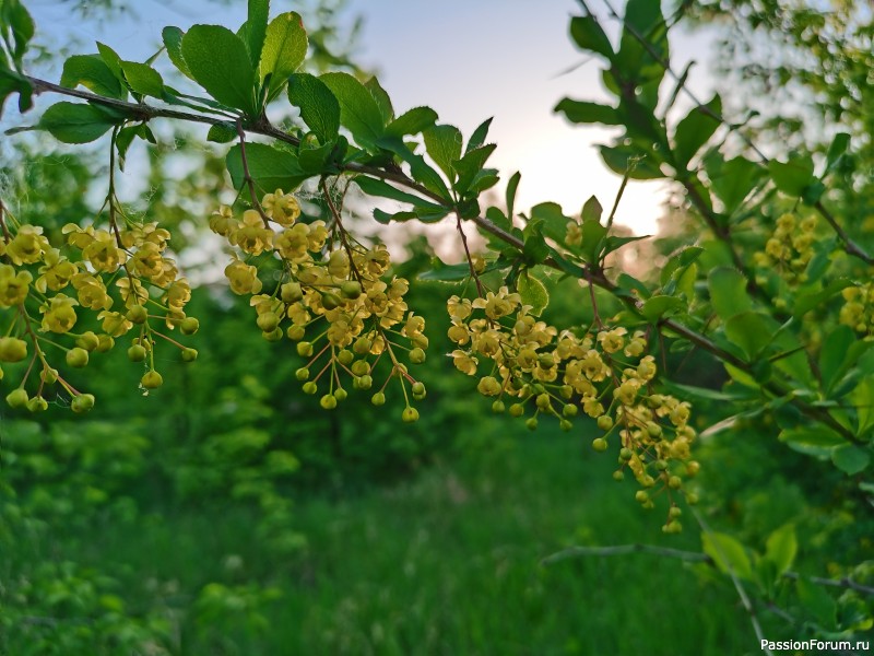 Барбарис и солнышко