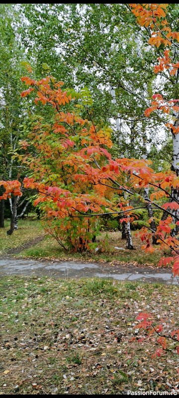 Краски осени