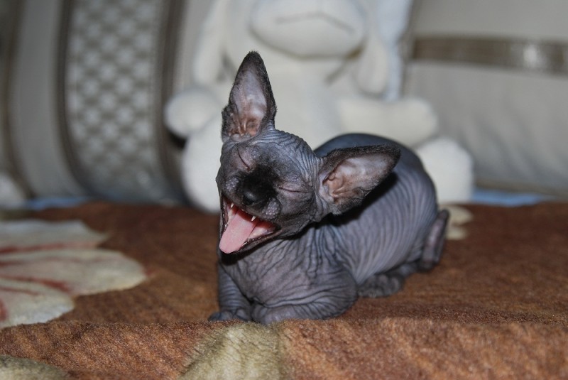 Любителям кошек