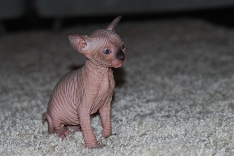 Любителям кошек