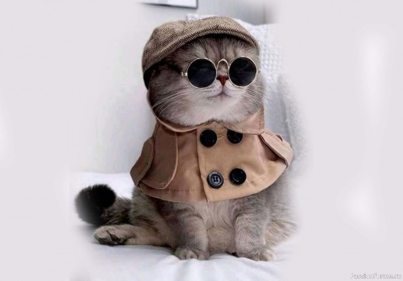 7 пород кошек, которые отличаются преданностью