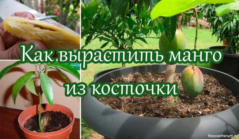 Как вырастить манго из косточки