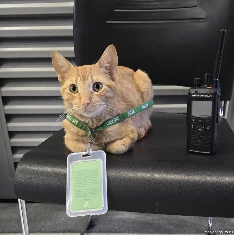 Кот решил, что он инспектор метро