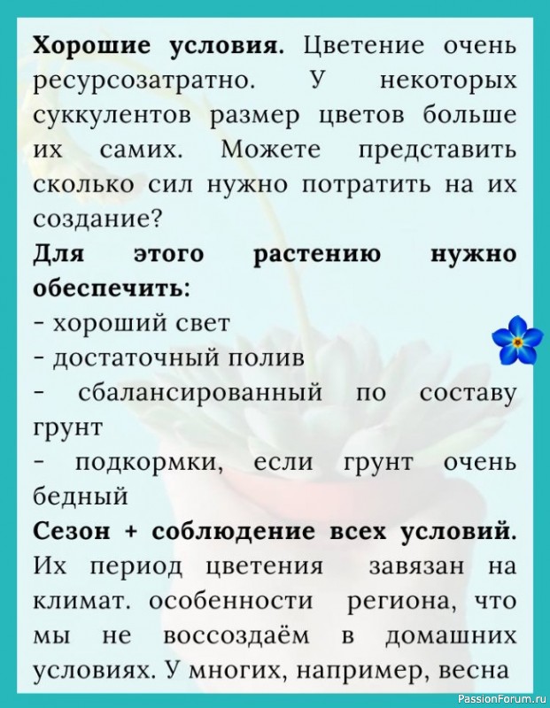 Что делать, чтобы суккулент зацвел
