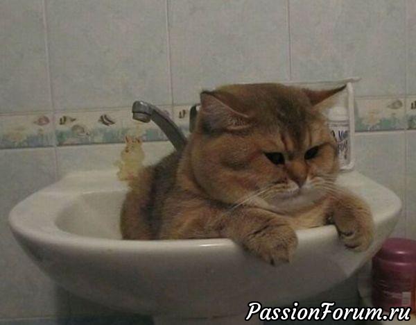 Коты их права и обязанности
