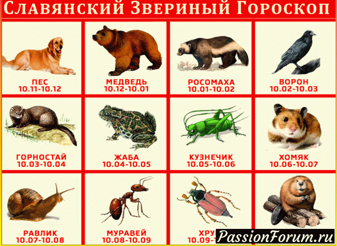 Огненная Векша (Белка) завершила славянский летослов!