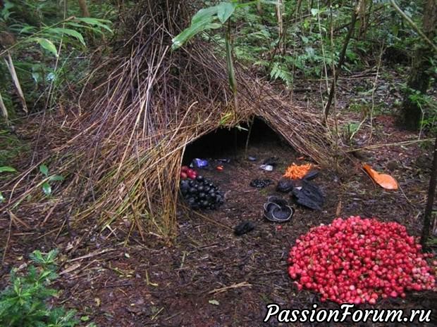 Шаль-фишю Bowerbird