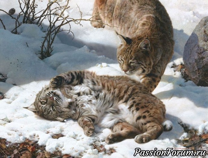 Знакомтесь художник-анималист Карл Брендерс.