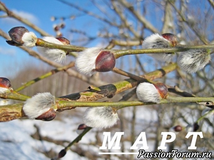 МАРТ — капельник, протальник, весновей. )))
