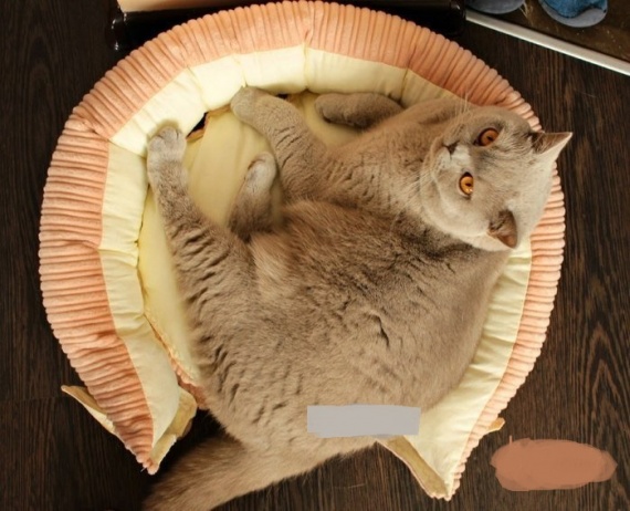 Кроватка для кошки