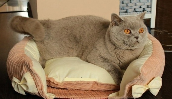 Кроватка для кошки