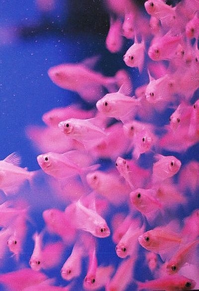 Рыбы и морские млекопитающие