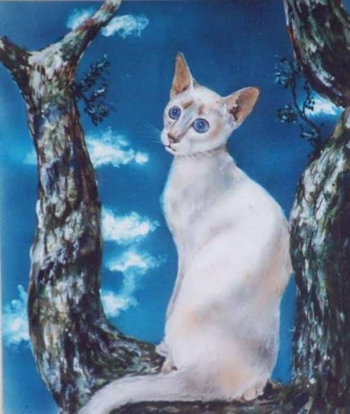 Кошки ДВА