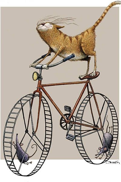 Кошки ДВА