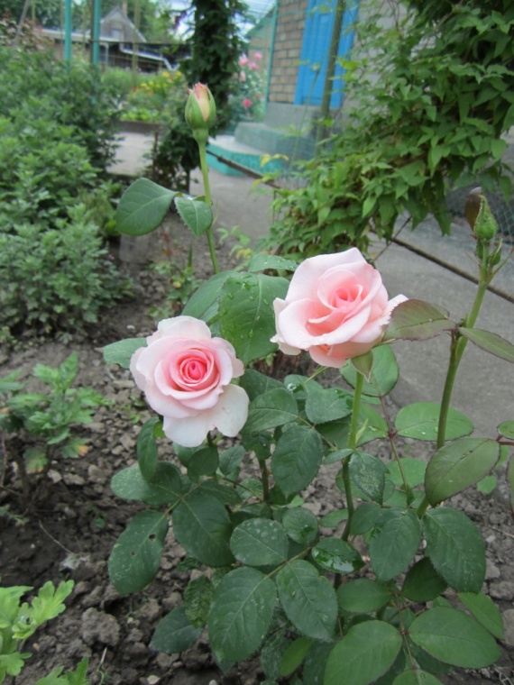 Розы
