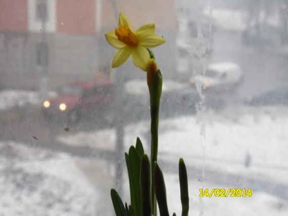Природа сделала мне подарок на 14 февраля