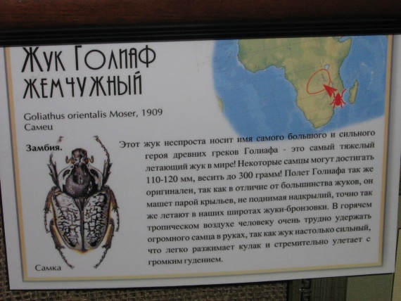 Бабочки